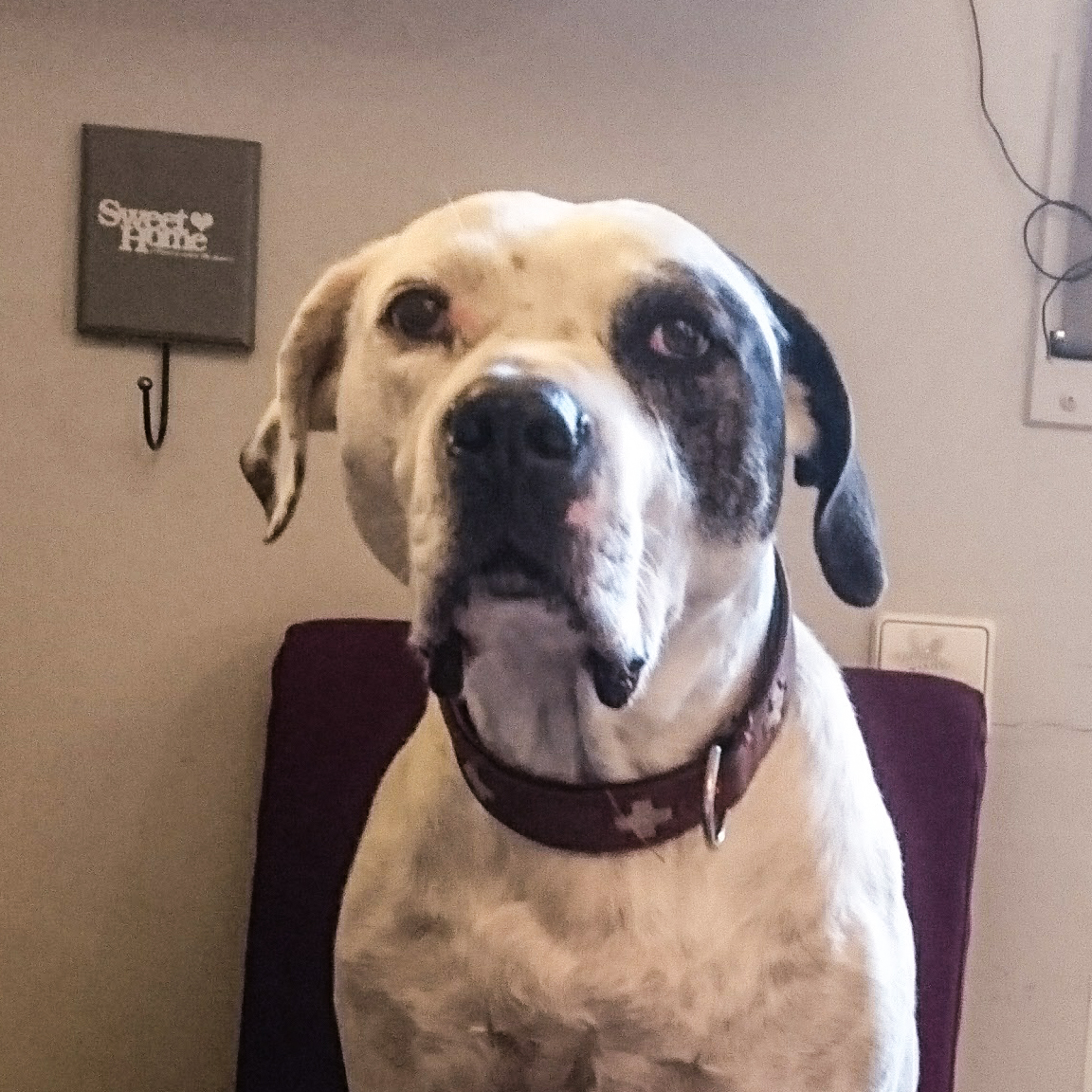 Der Herr Zeusel